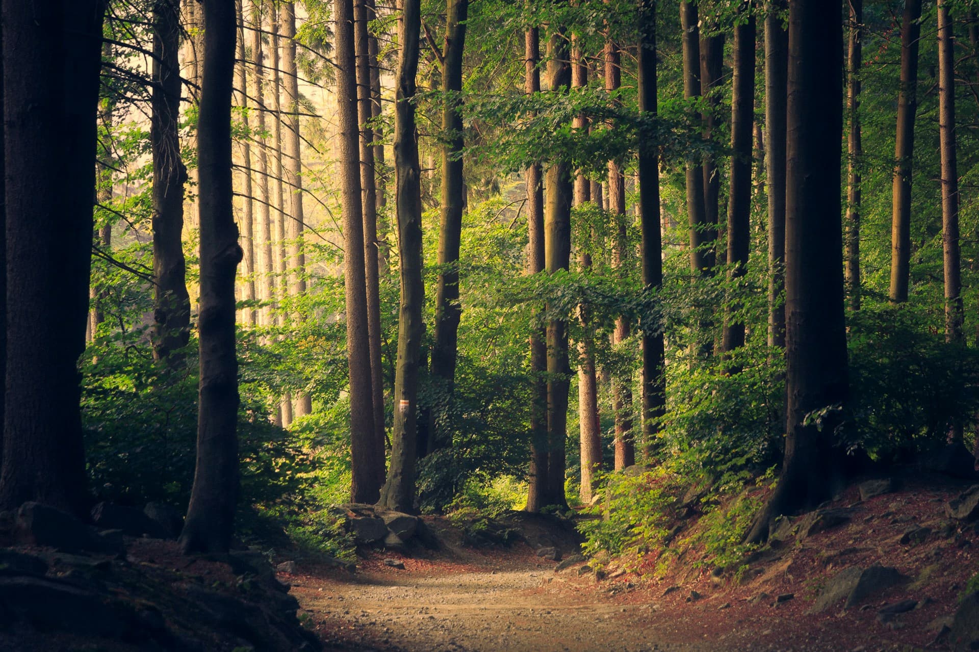 A path forward through the forest